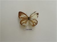 藏品(淡褐脈粉蝶)的圖片